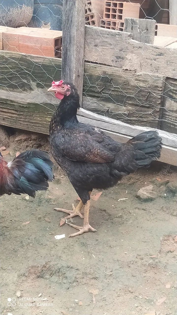 Galinha  - Foto 2