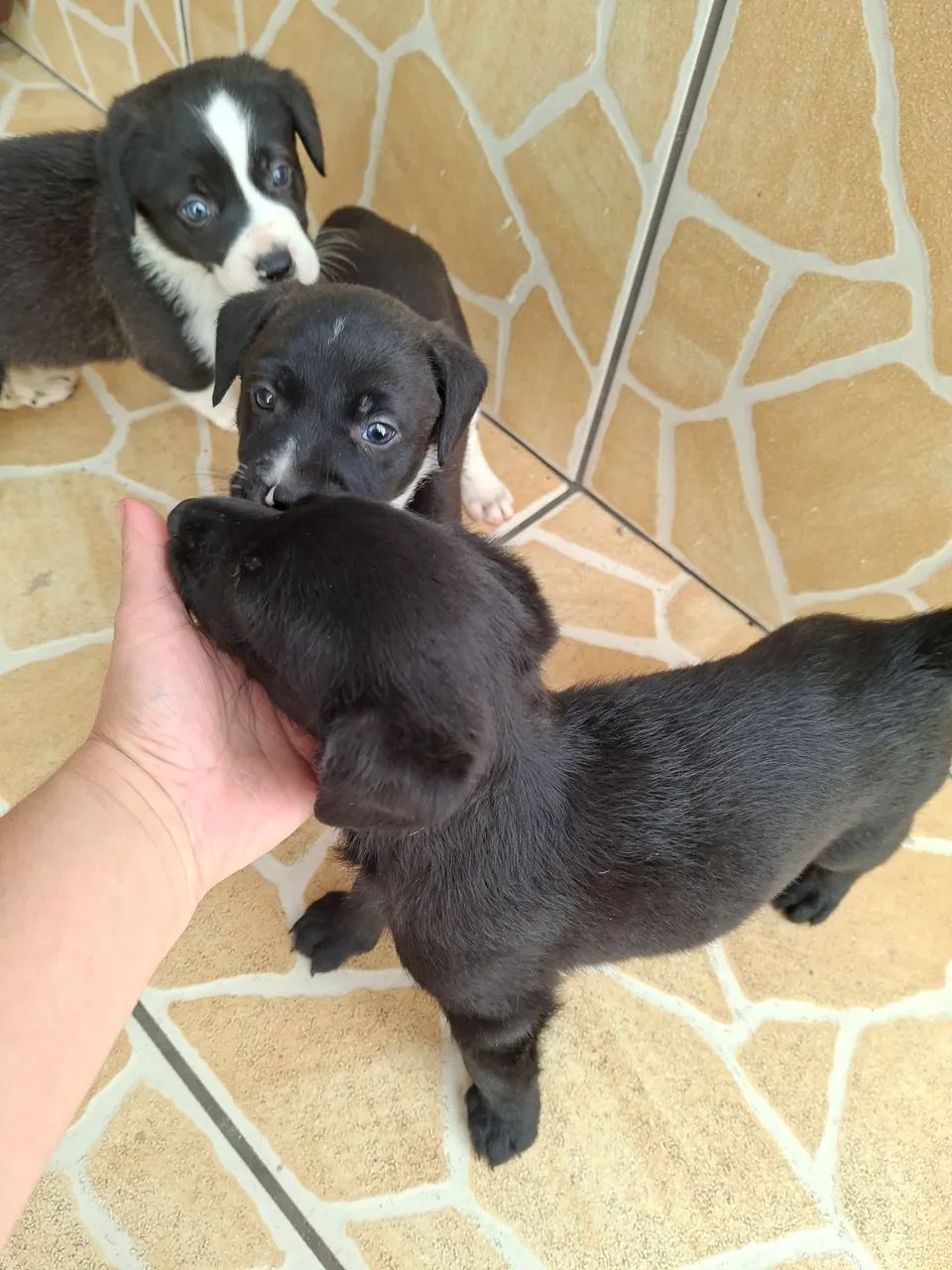 Adoção cachorro  - Foto 2