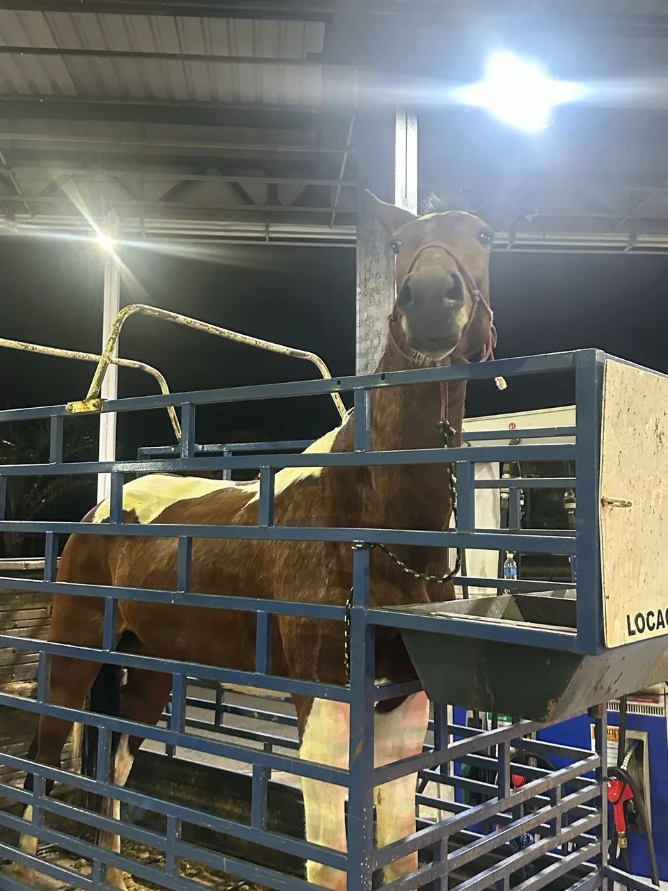 Vendo  cavalo pampa  mangalarga 