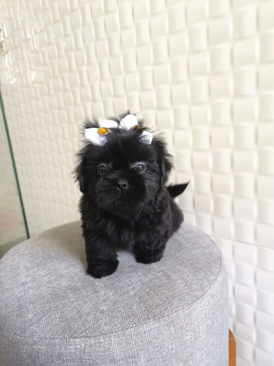 Shih Tzu europeu  - Foto 5