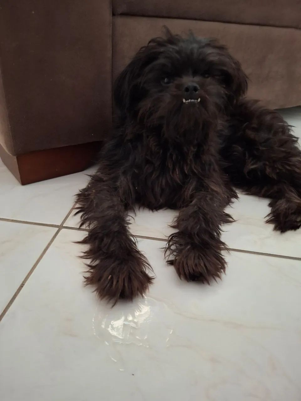 Boby a procura de um lar - Foto 2