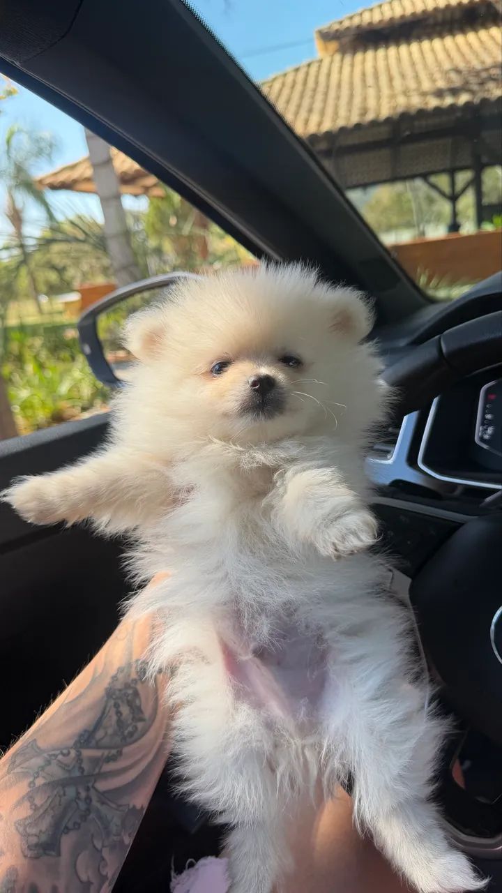 Lulu da pomerania