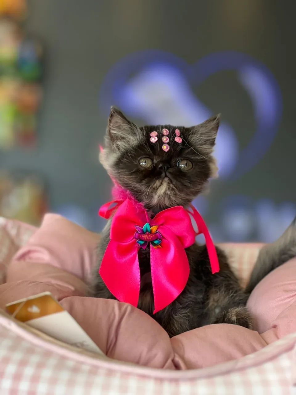 Filhote de gato persa  - Foto 4