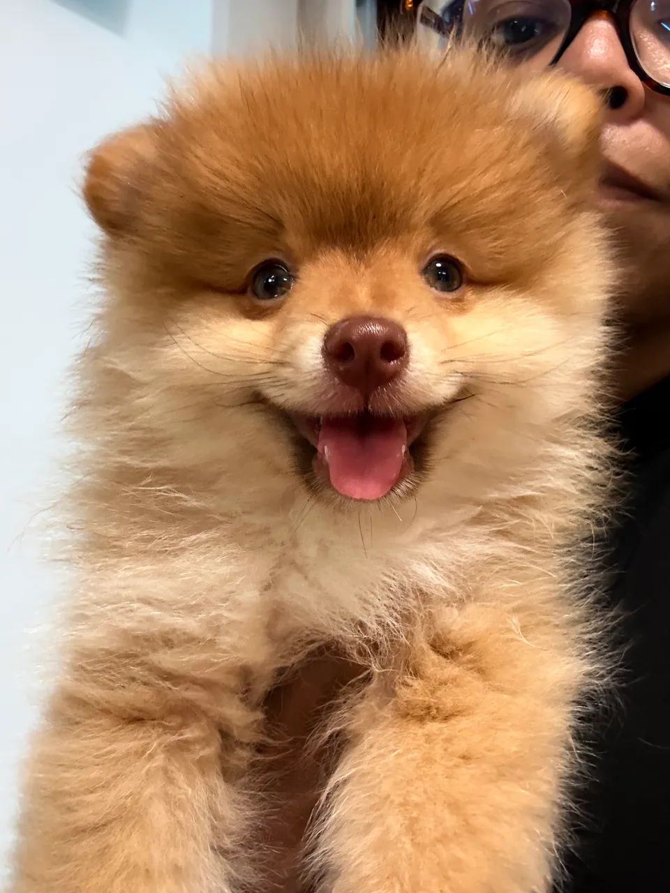 Filhote Macho Spitz Alemão  - Foto 3