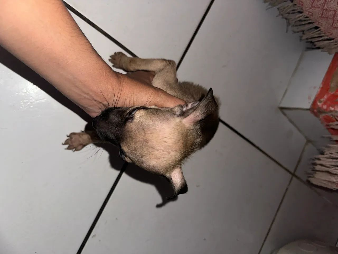 Doação dessa cachorrinha 