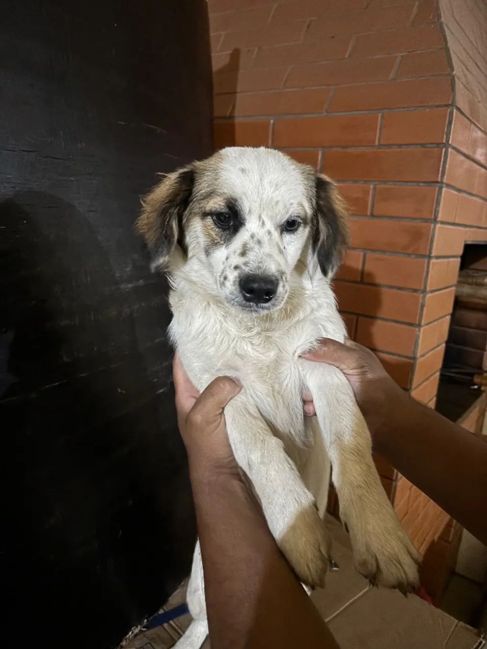 Cachorrinhos para doação  - Foto 3