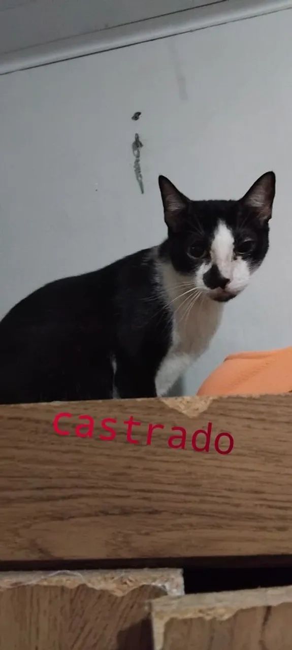 Gatos  castrado  - Foto 5