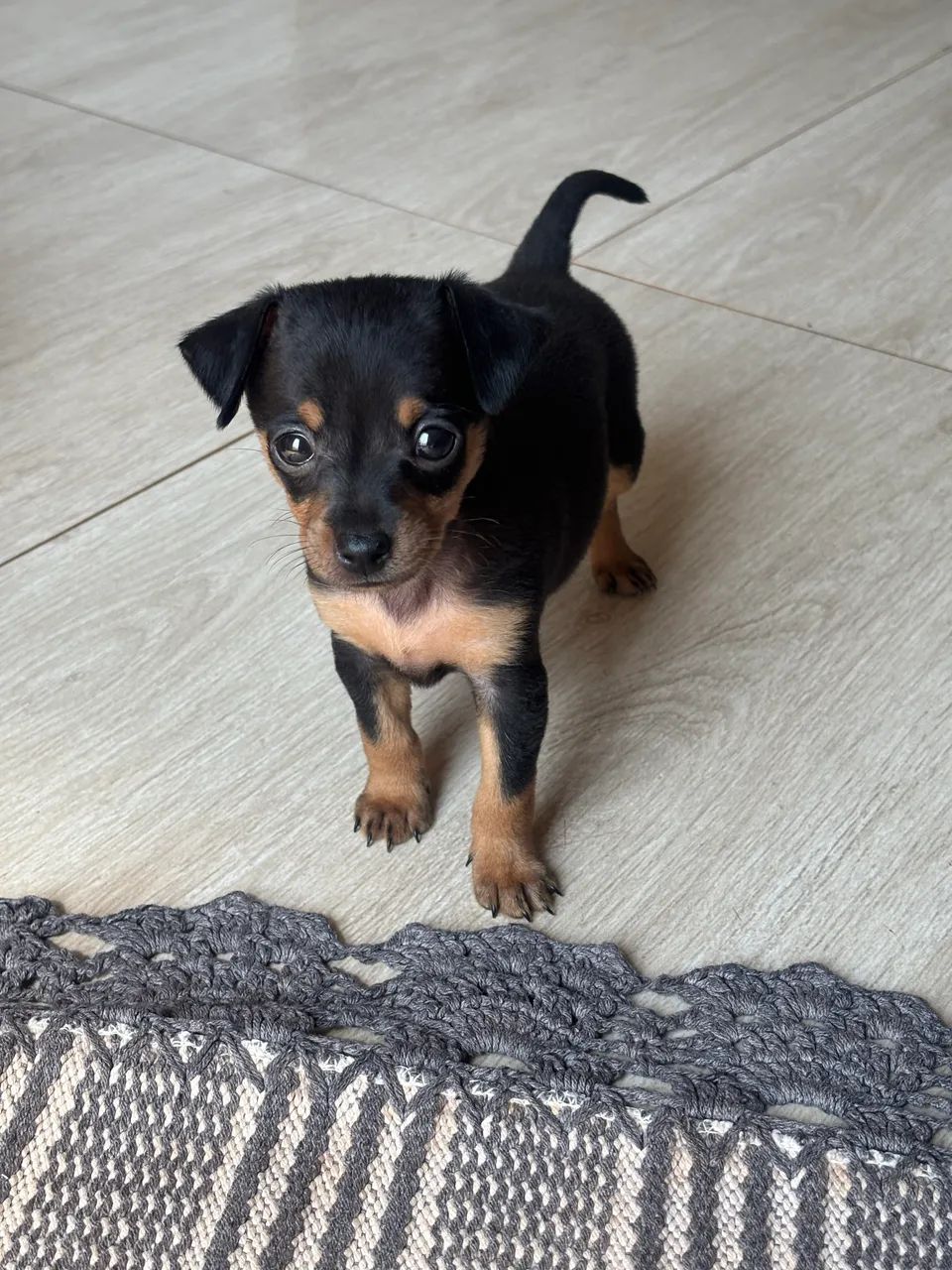 Filhote de Pinscher  - Foto 3