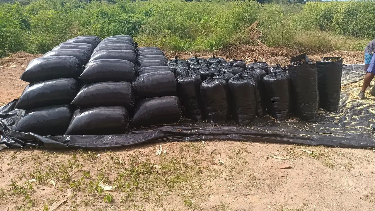 Vendo Silagem de milho ?% espiga - Foto 2