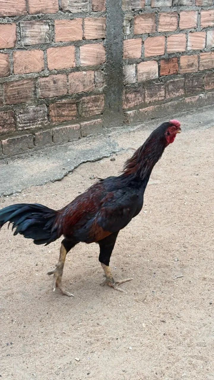 Frangos cariocas  - Foto 2