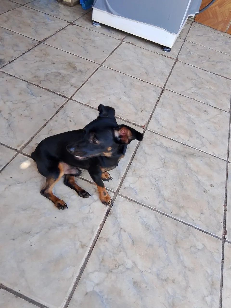 Pintcher (macho)   * ZAP  - Foto 2