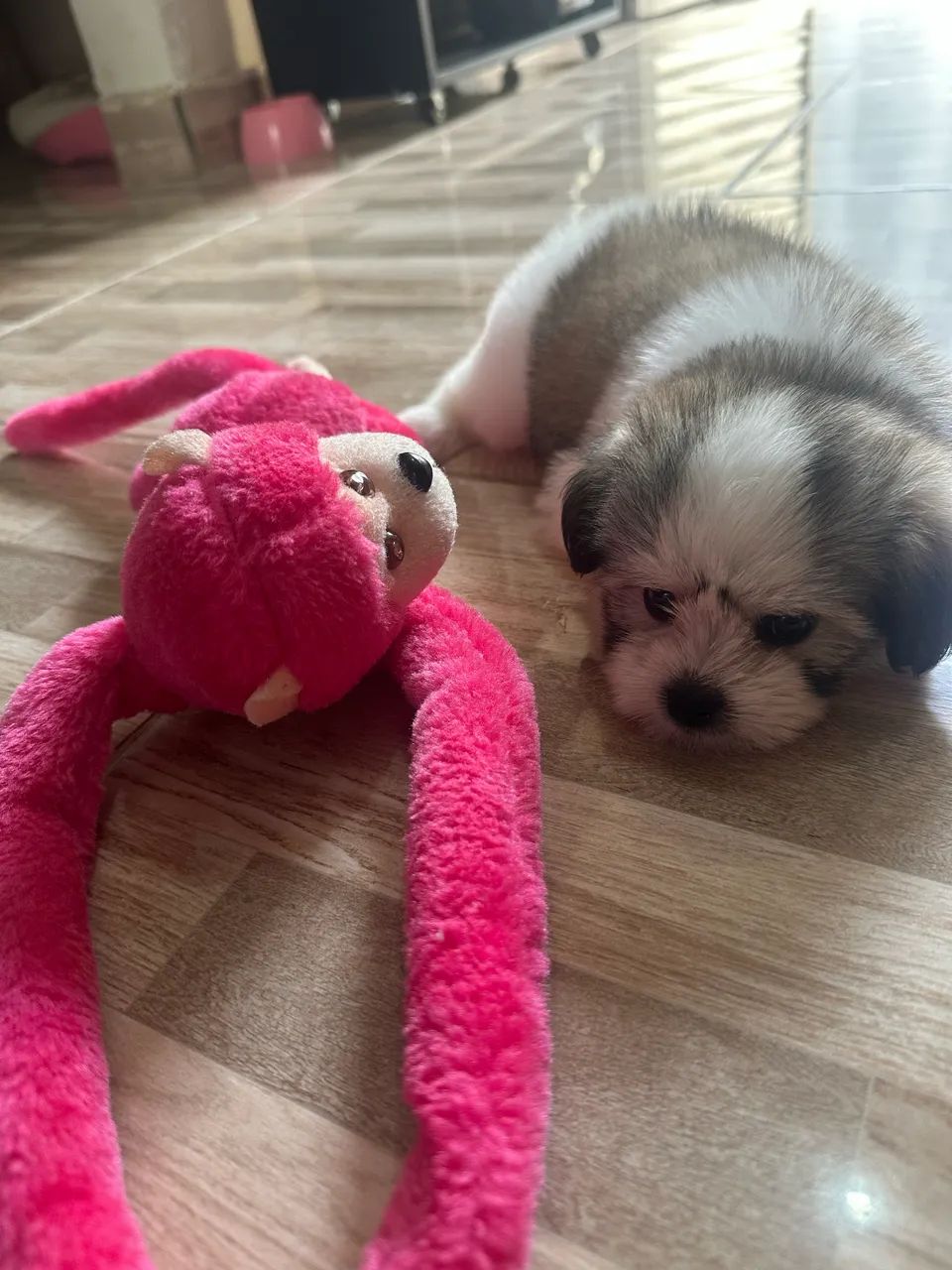 Pet
