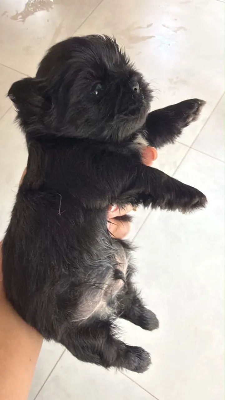 Shih tzu macho  - Foto 4