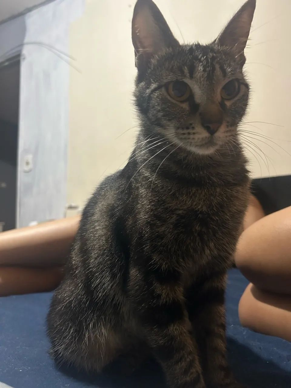 DOAÇÃO DE GATA - Foto 2