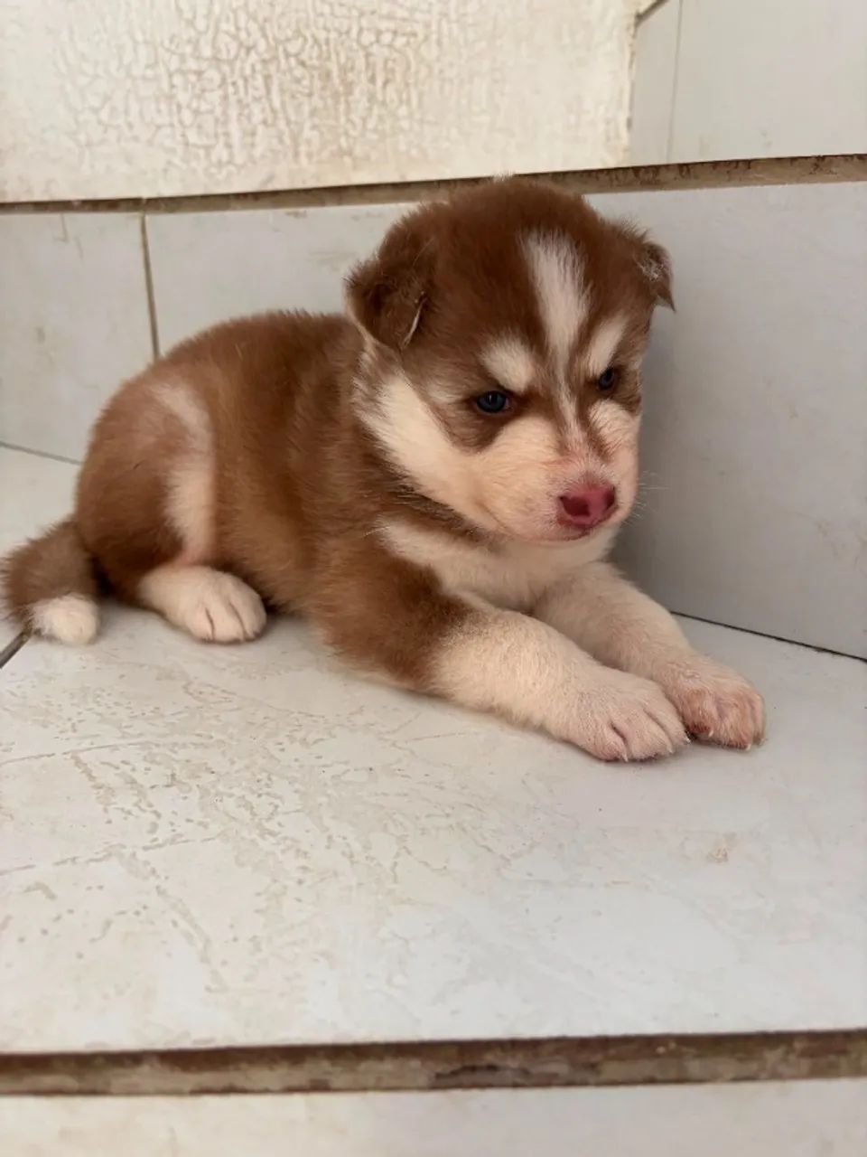 Husky - Foto 3