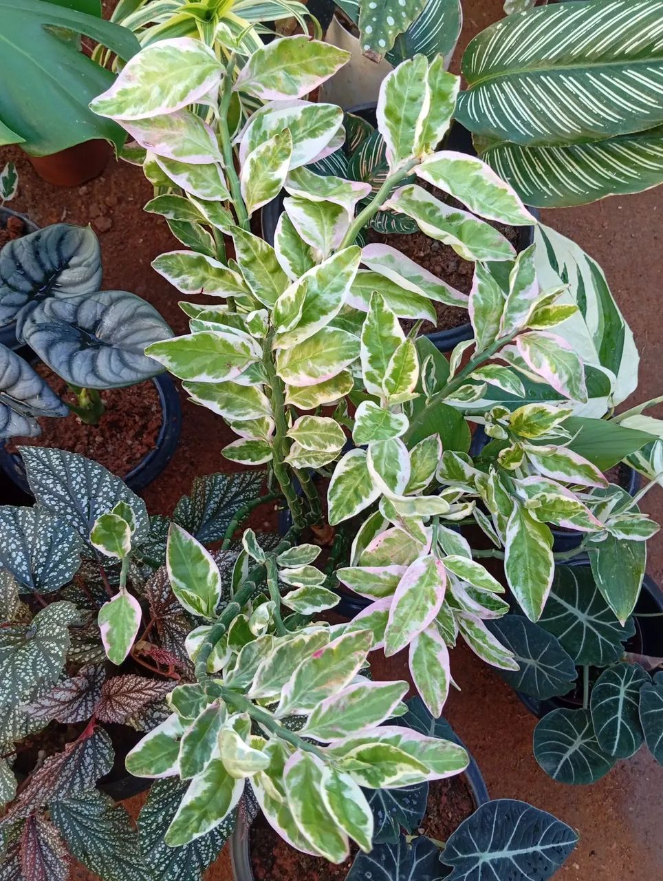 Planta para sombra de fácil cultivo  - Foto 4