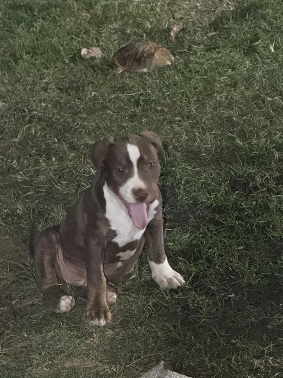 Animal - Foto 2