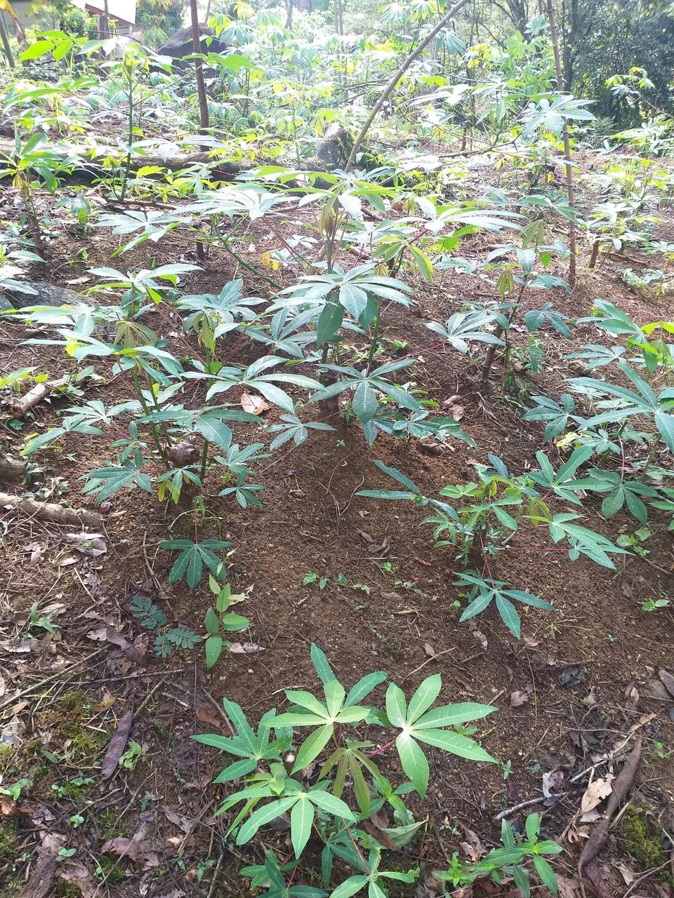 Oportunidade em Conceição de Macabu RJ - Foto 4