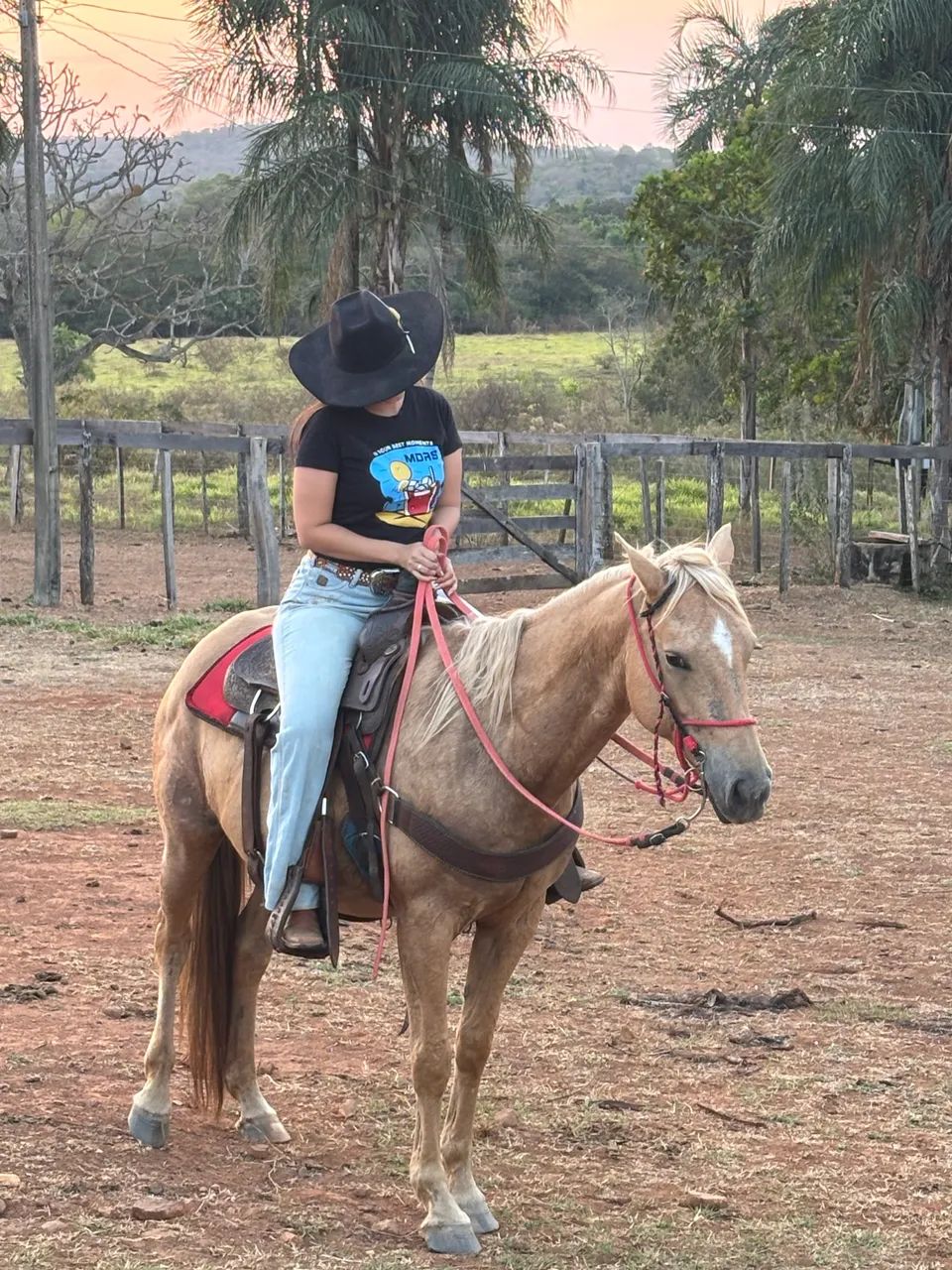 Égua quarto de milha!! Nova e chique  - Foto 5