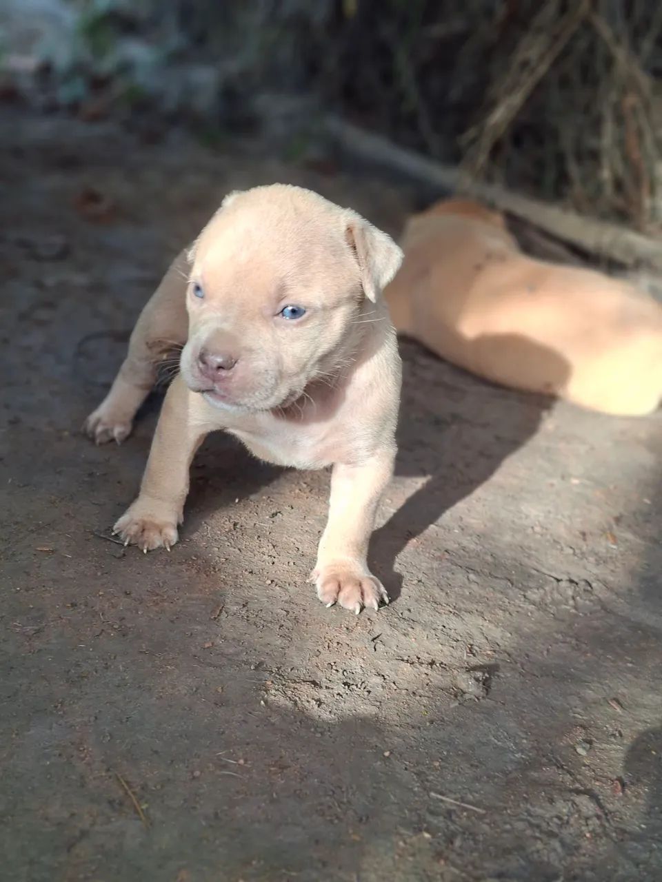 Pitmonster puro - Foto 2