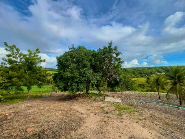 Excelente Sítio com 30 hectares, em Mamanguape,  multa água, rio perene - Foto 5