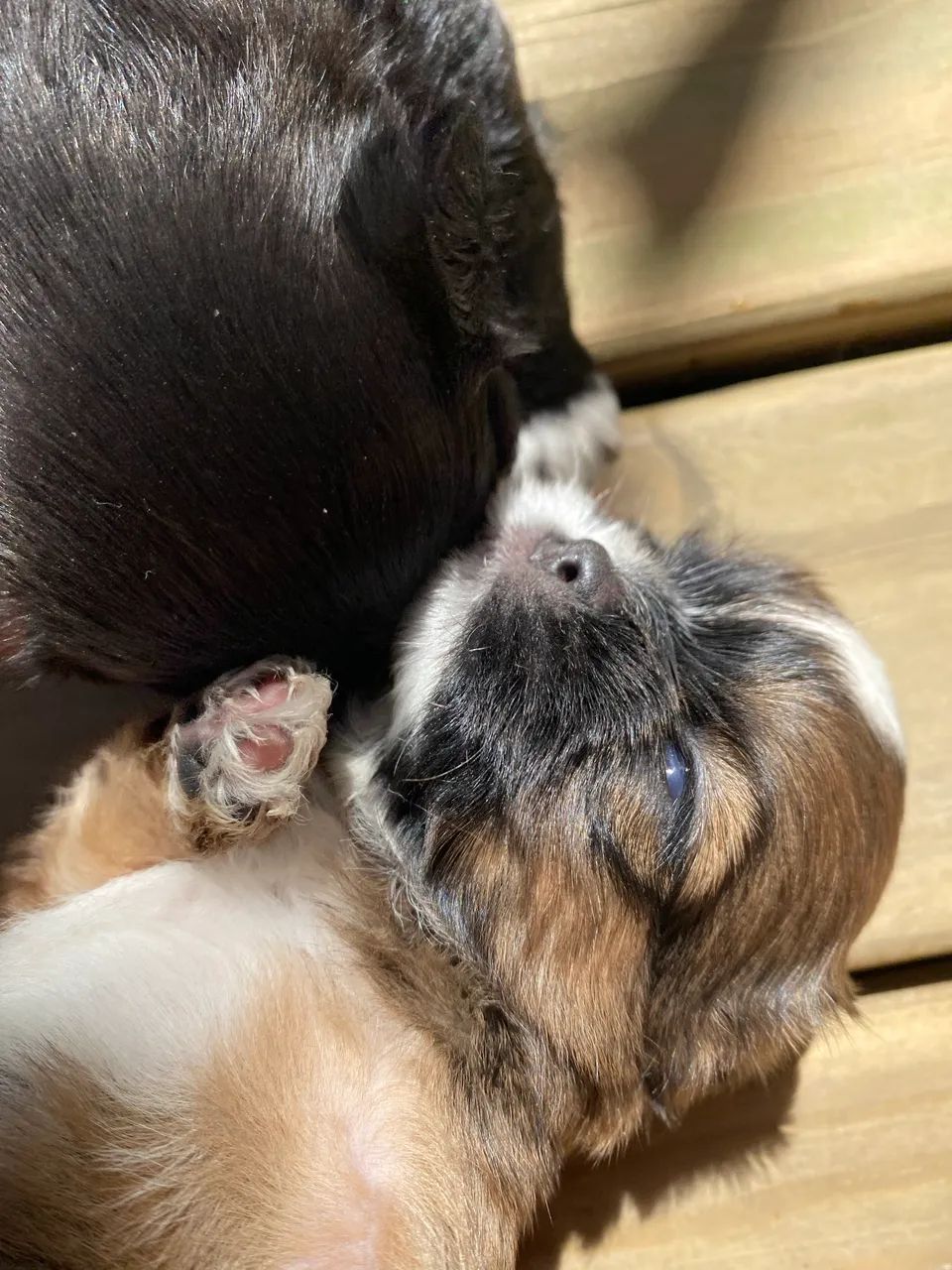 Machinho shihtzu 
