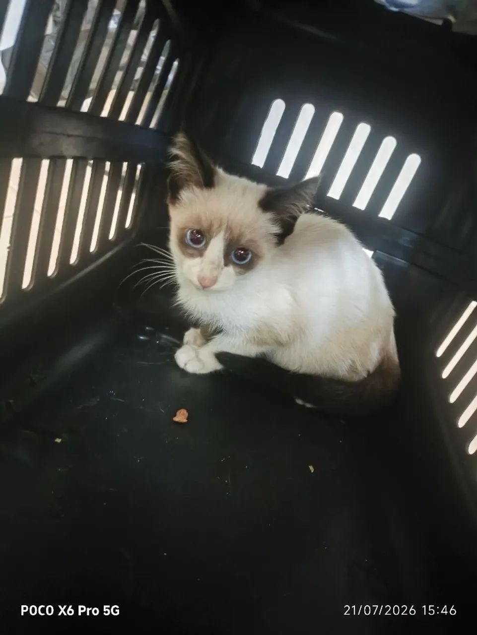 Gatinho macho 