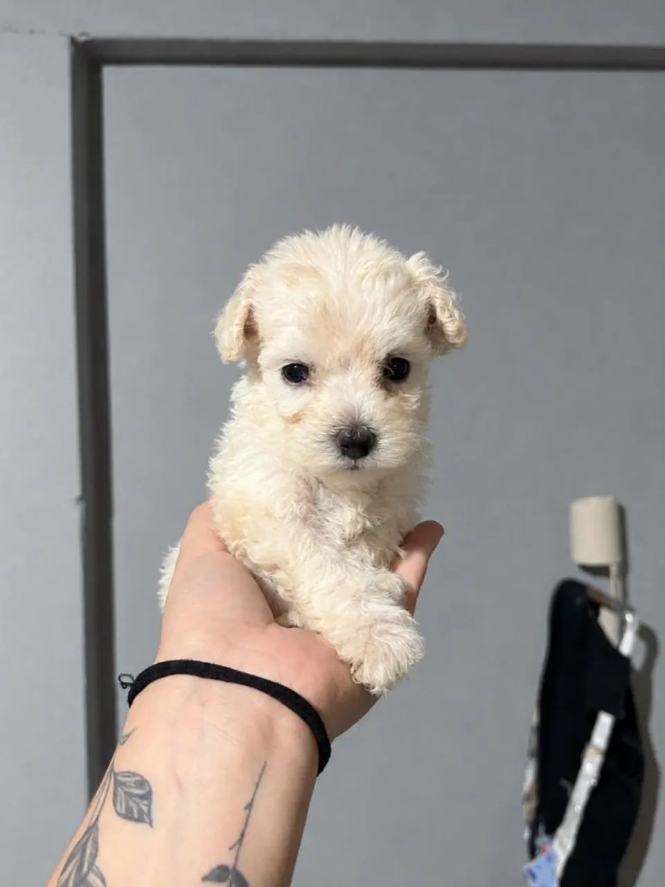Poodle micro  - Foto 2
