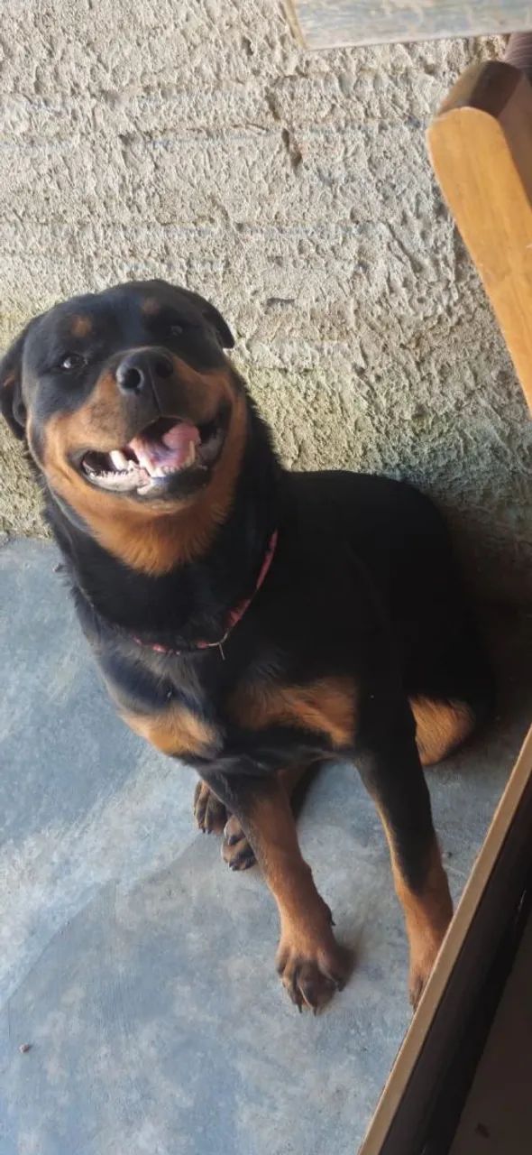 Fêmea Rottweiler