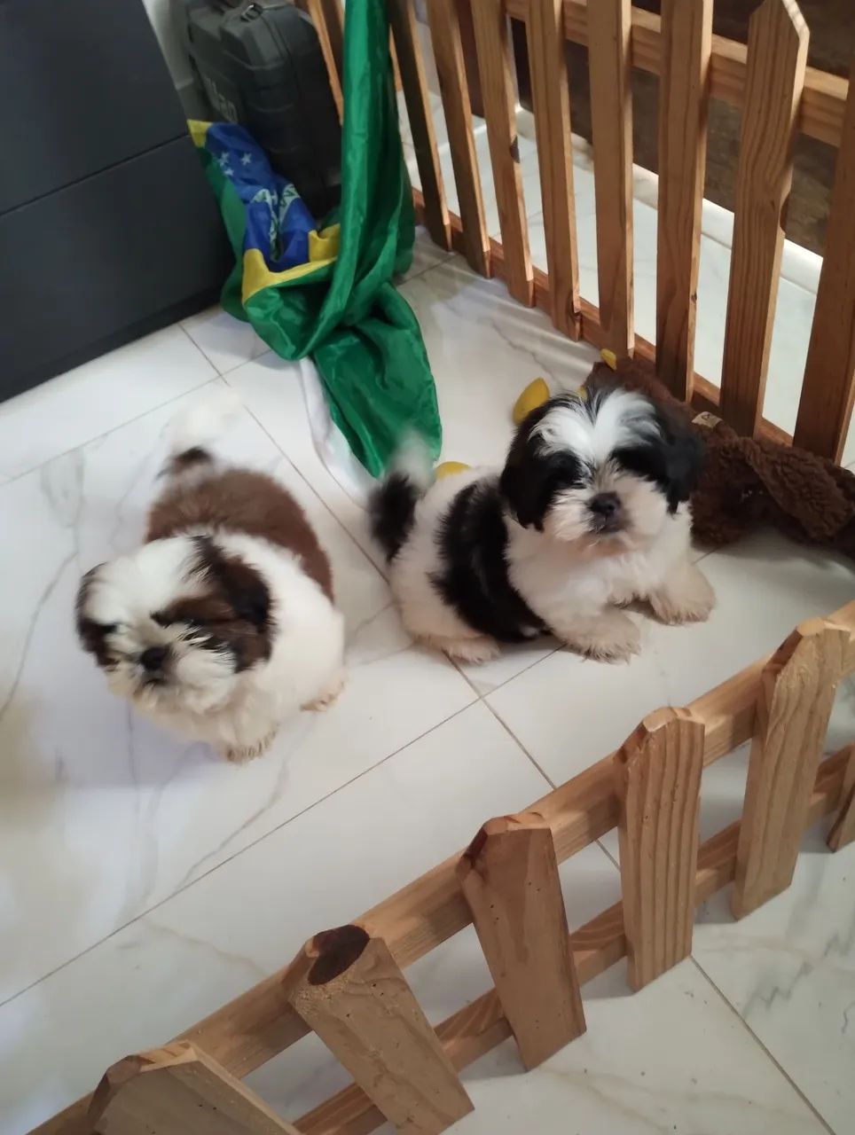 Shitzu Mini (Troco em iPhone acima do 14 com volta minha ) - Foto 3