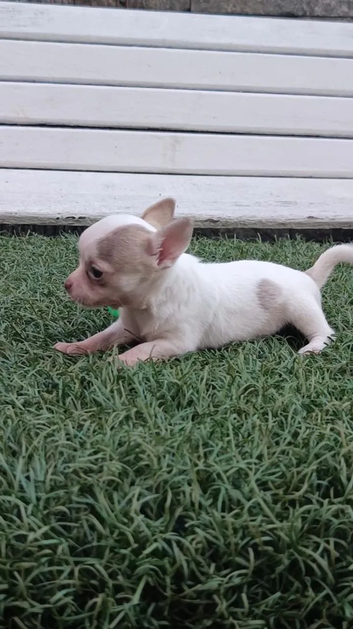 Chihuahua  - Foto 5