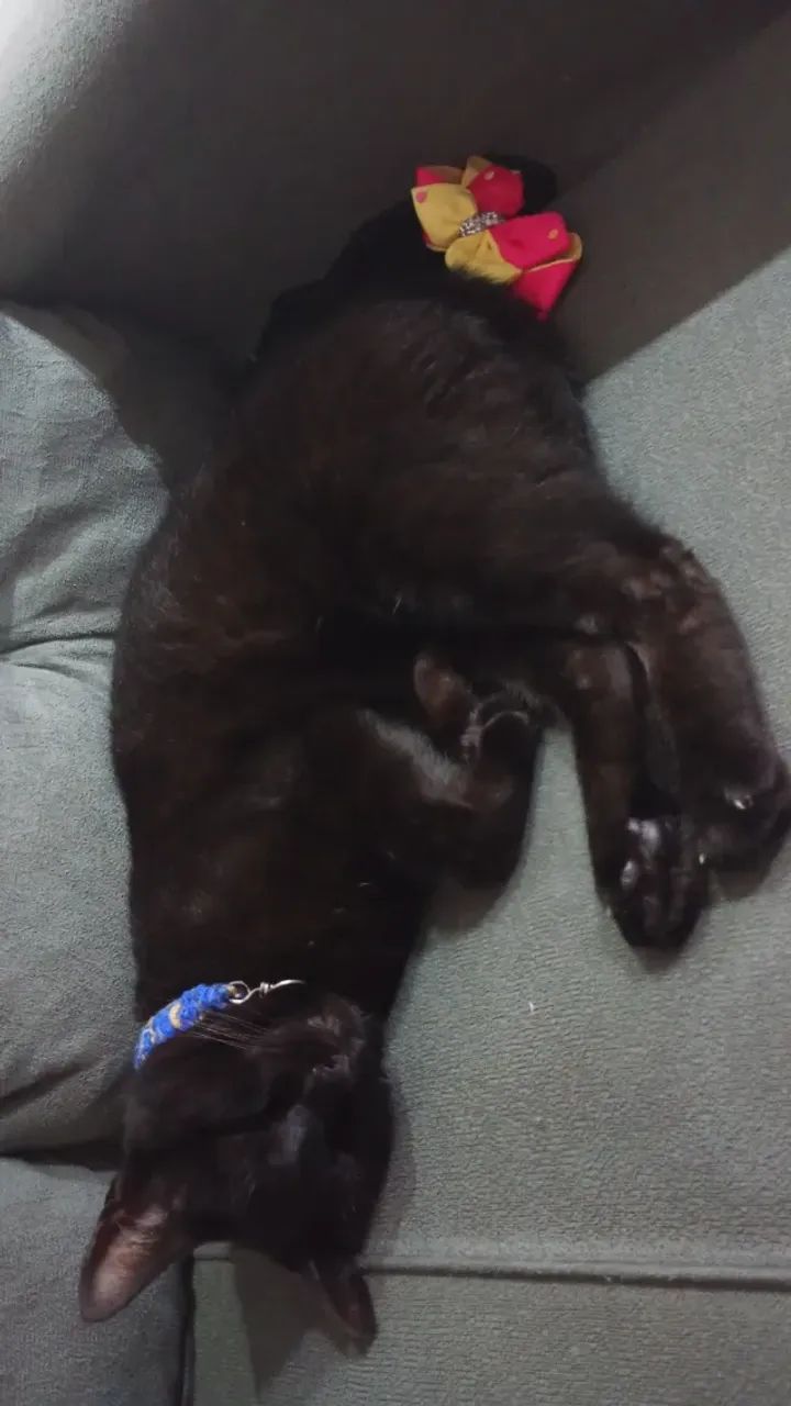 DOADO Gato para doação  - Foto 2