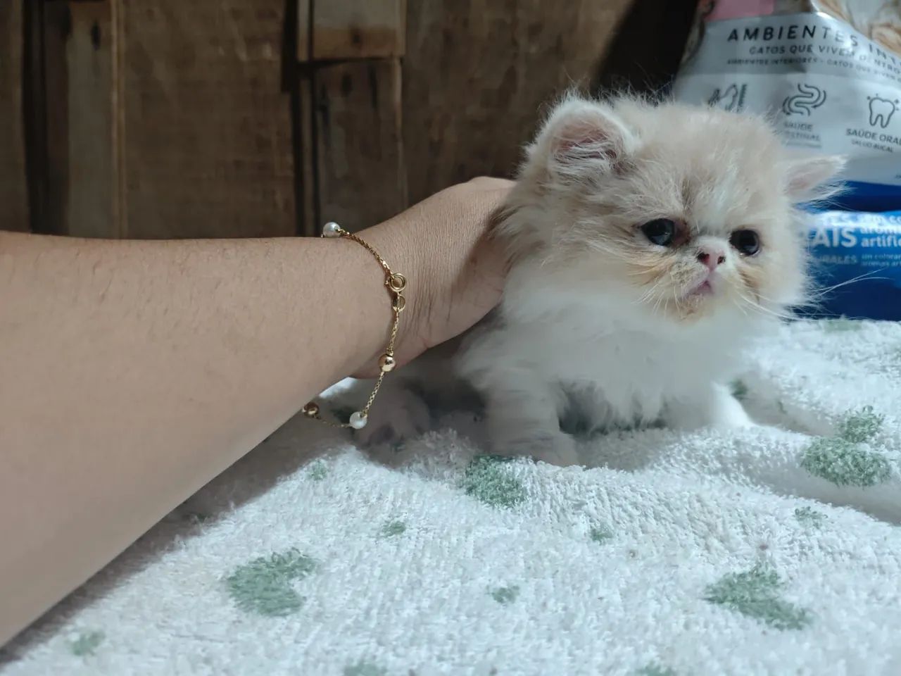 Gato Persa  - Foto 2