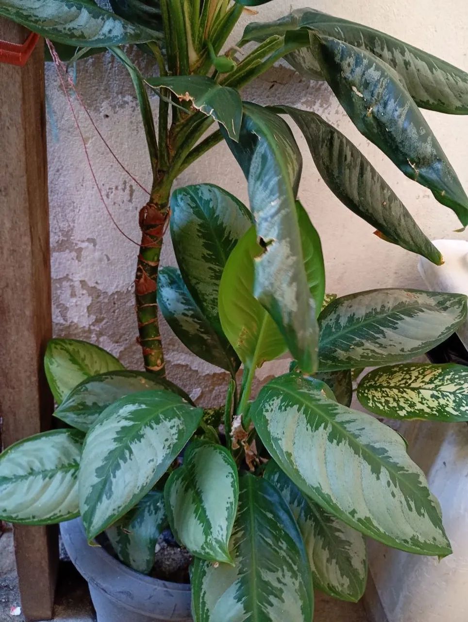 Vendo Planta Comigo ninguém pode  - Foto 4