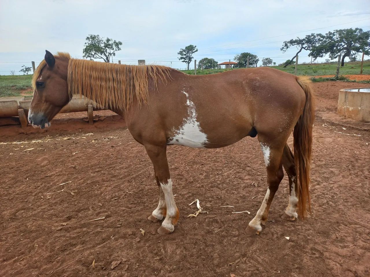 Cavalo manga larga pampa - Foto 2