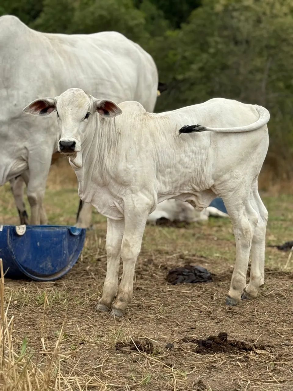 Bezerro Nelore P.O - Foto 3