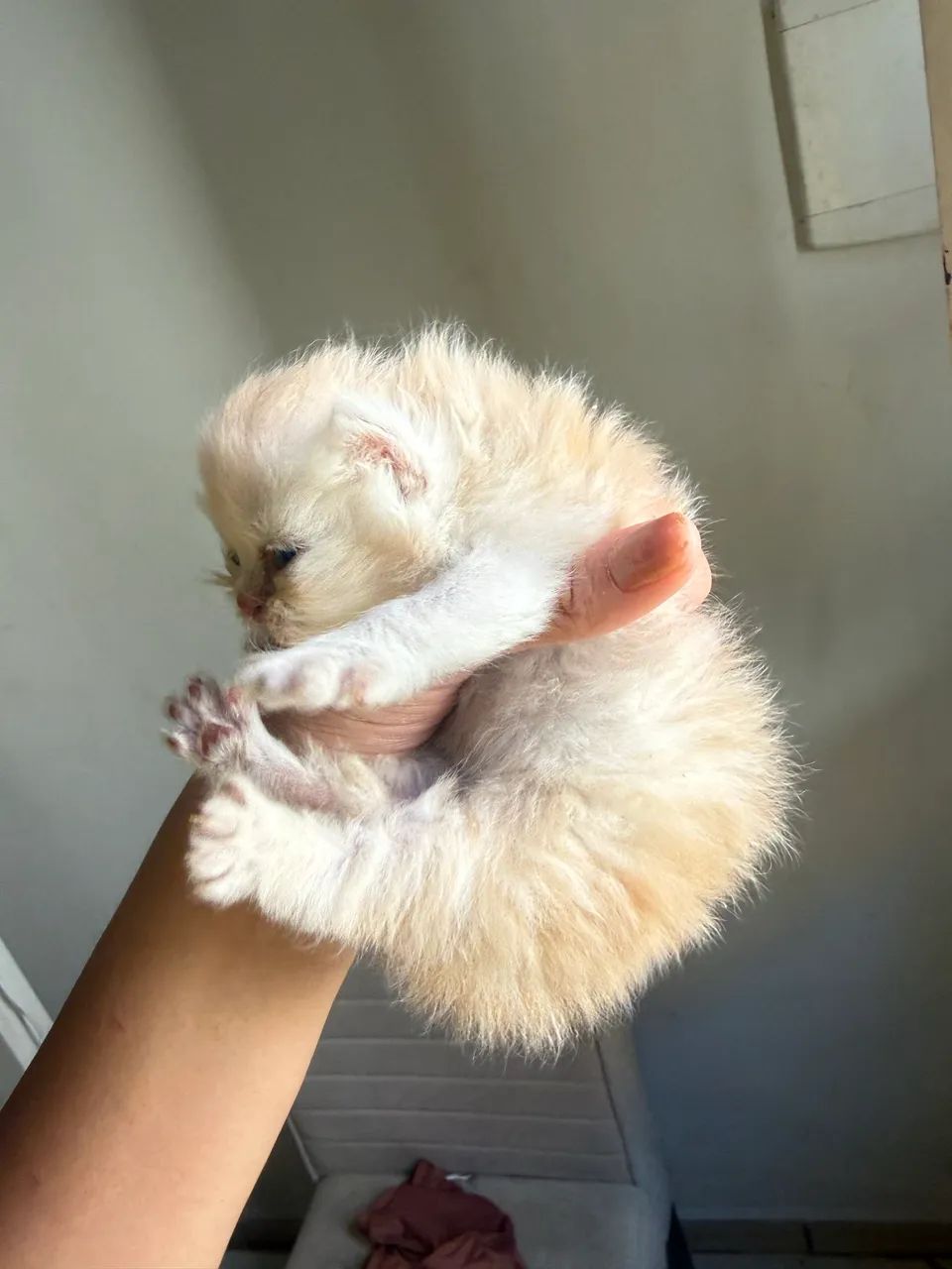 Gato persa  - Foto 2