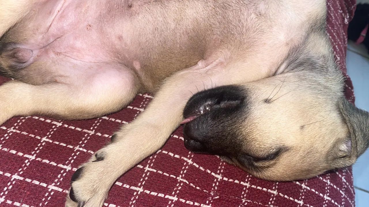Cachorra - Foto 5