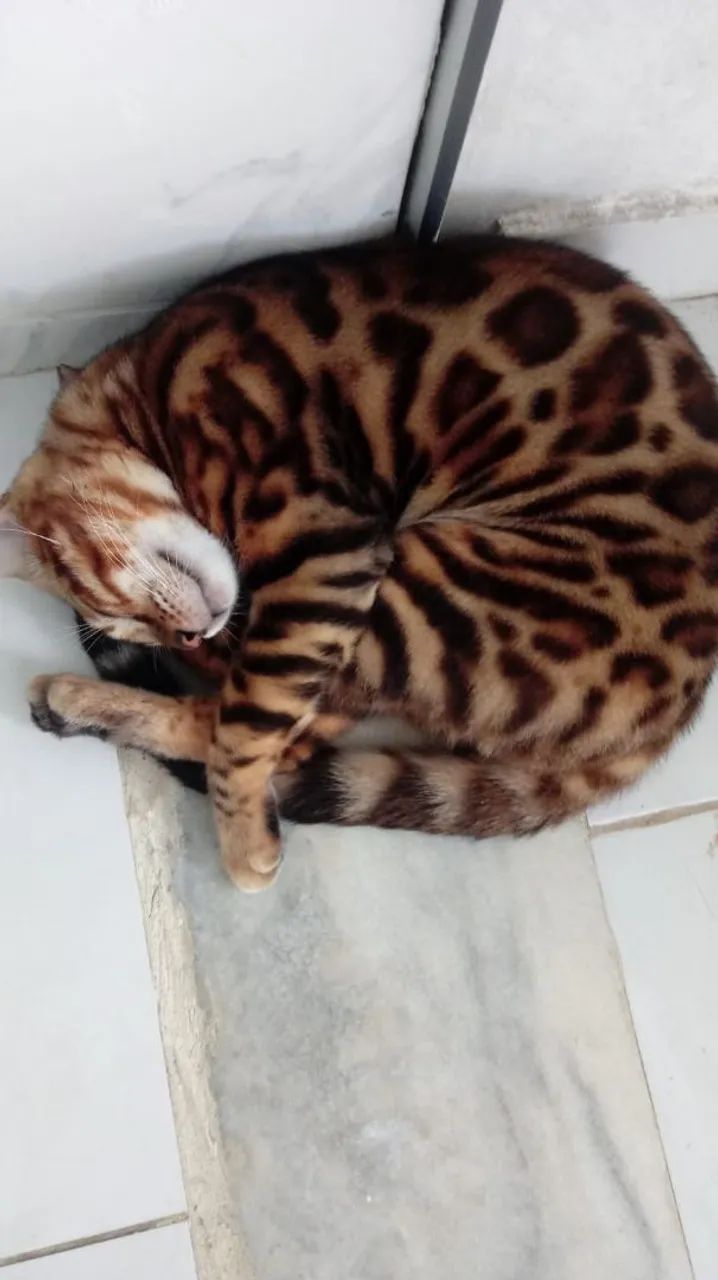 Gato Bengal  - Foto 3
