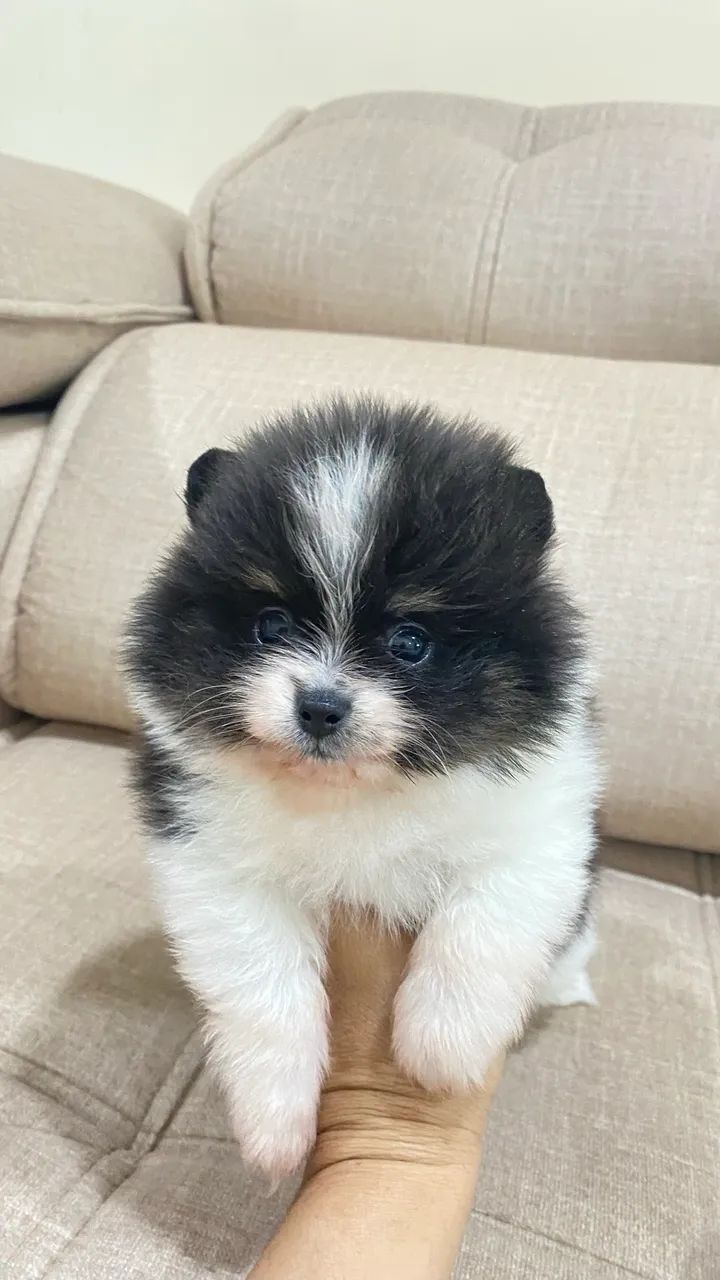 SPITZ com pedigree cbkc - Foto 6