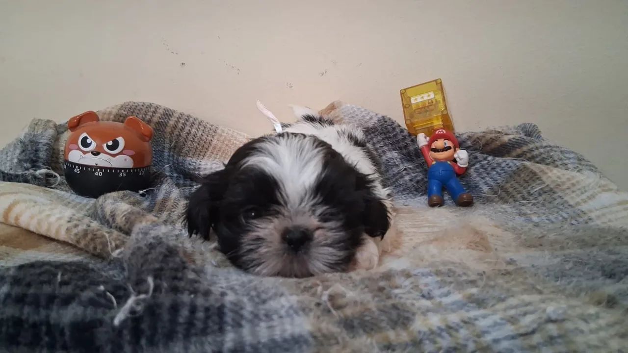 Filhote de shitzu puro - Foto 3