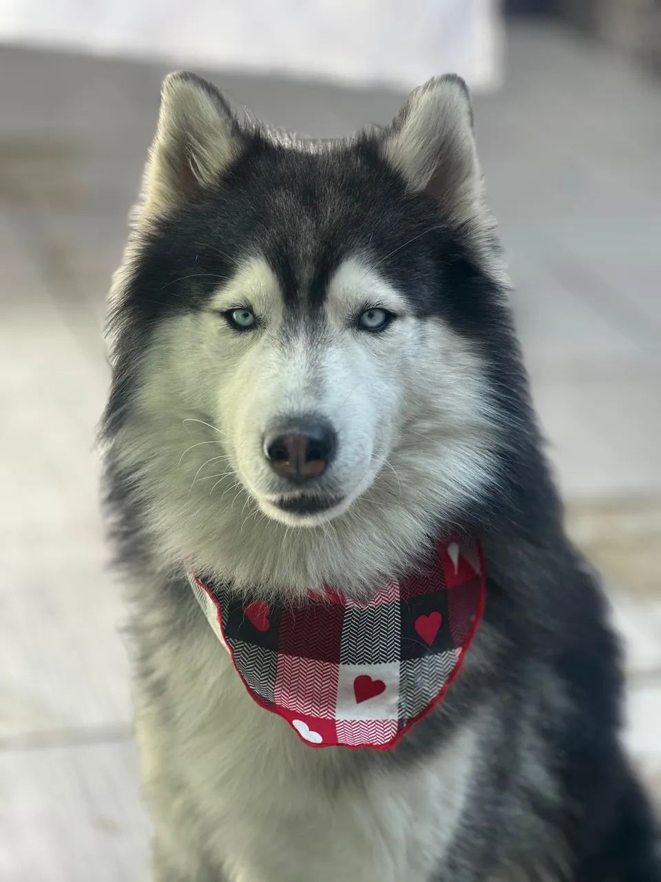 Filhote de Husky  - Foto 3