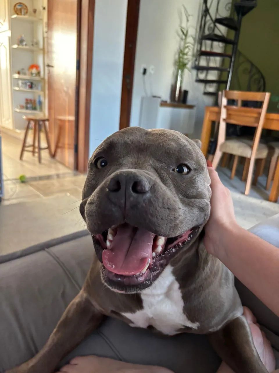 Cobertura/cruza american bully R$ 3.000 - Foto 6