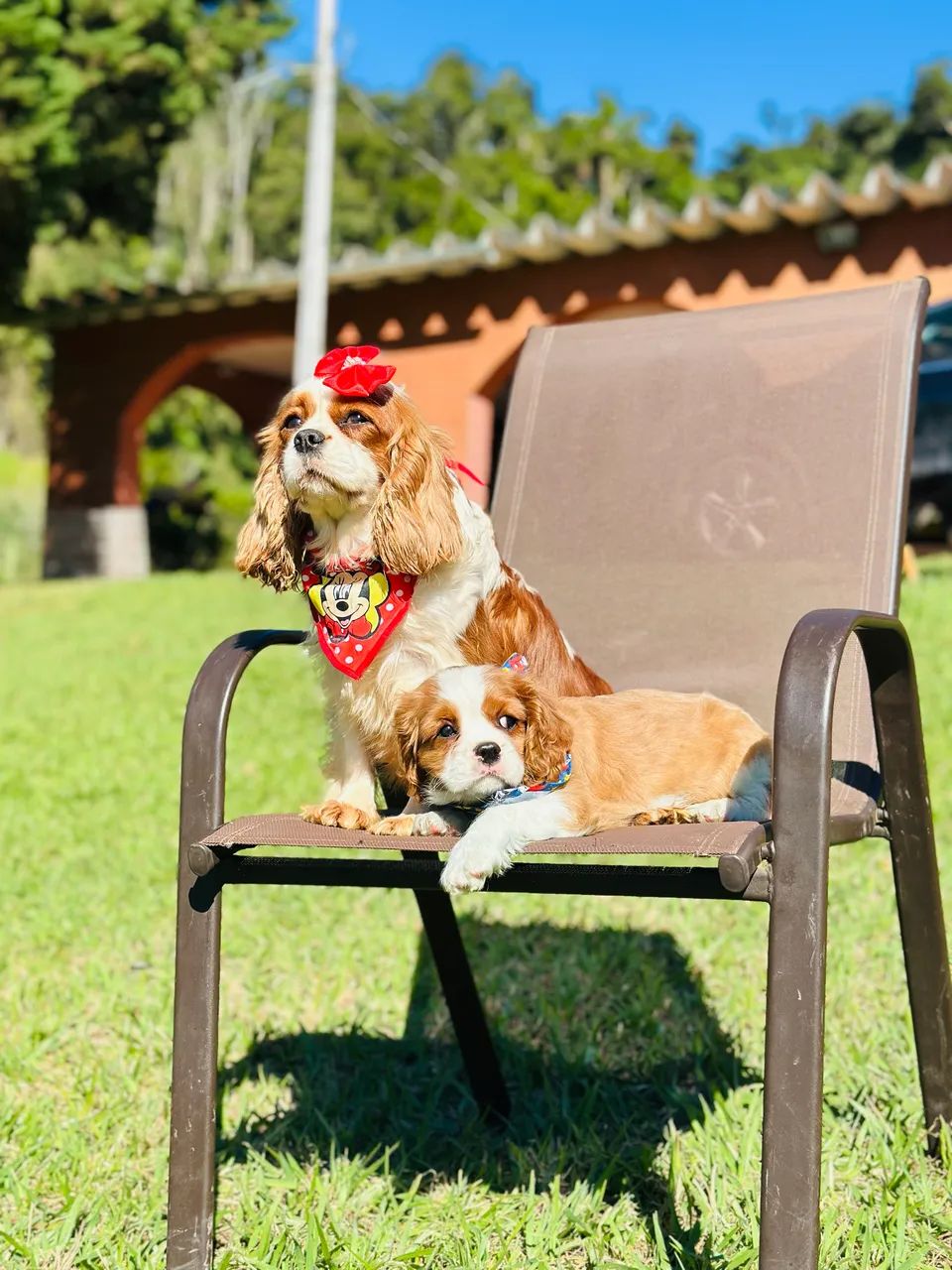Cavalier king charles espantei - Foto 3