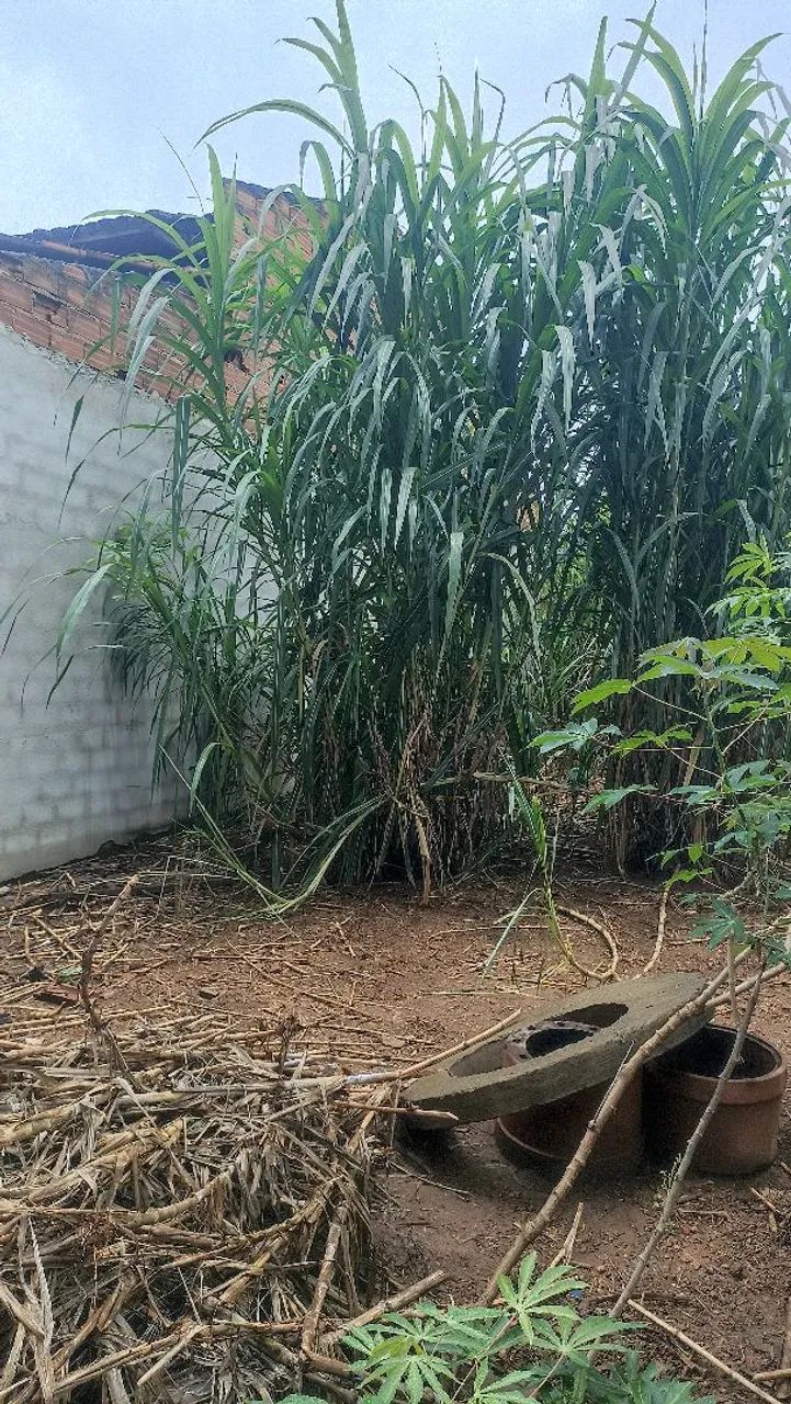 BRS CAPIM AÇU  - Foto 5