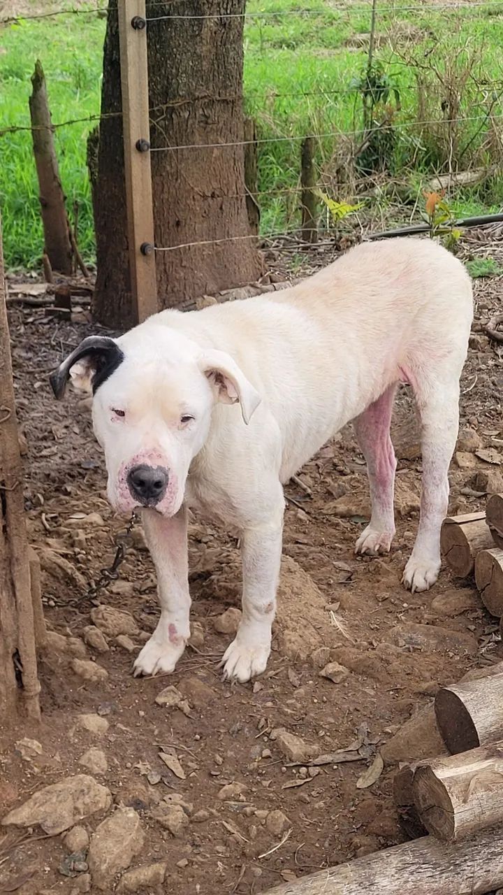 dogo argentino  - Foto 2