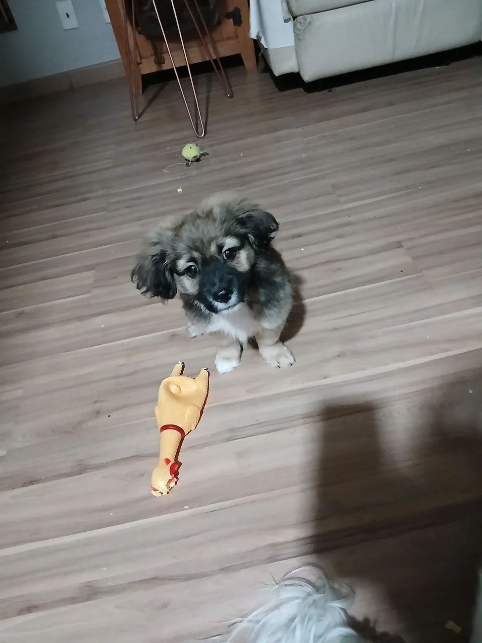 Doação cachorrinho  - Foto 2