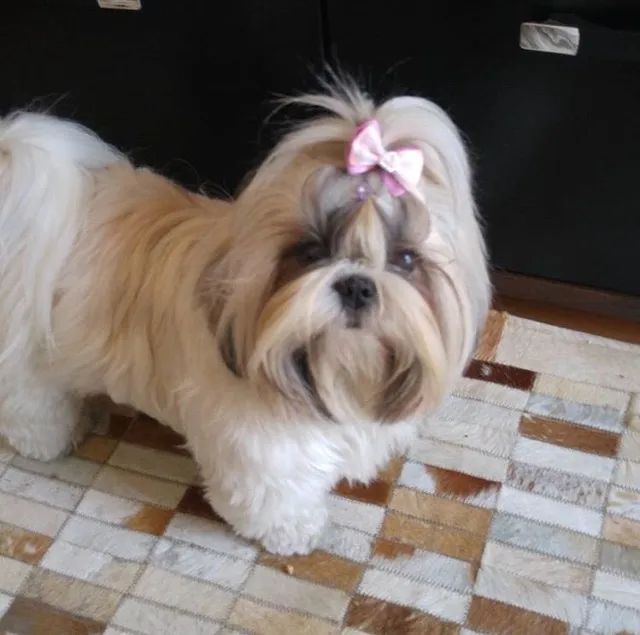 FILHOTES DISPONÍVEIS - SHIH-TZU MICRO - Foto 2