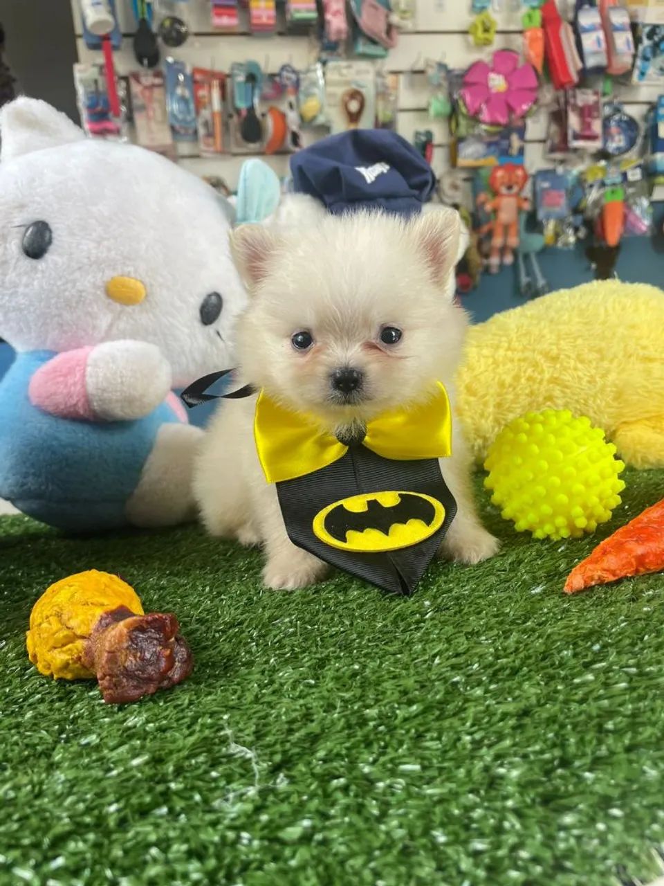 Spitz alemão macho com gravata do Batman 