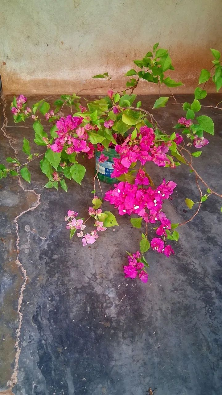 Primavera cor de rosa  - Foto 4